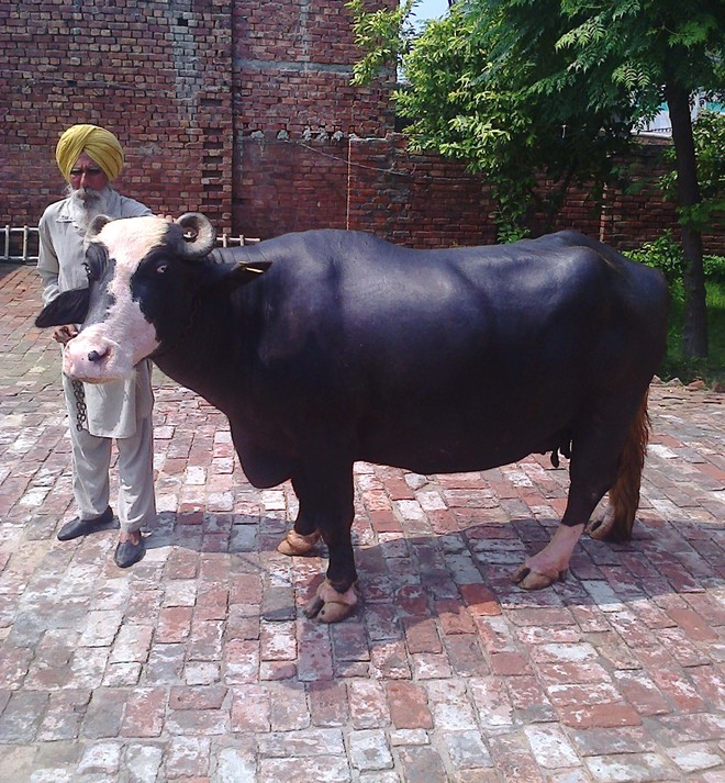 Farmer with cattle