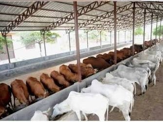 Cattle in a dairy facility